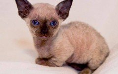 Cat breed: Minskin Cat characteristics and personality