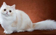 Cat breed: Napoleon Cat characteristics and personality