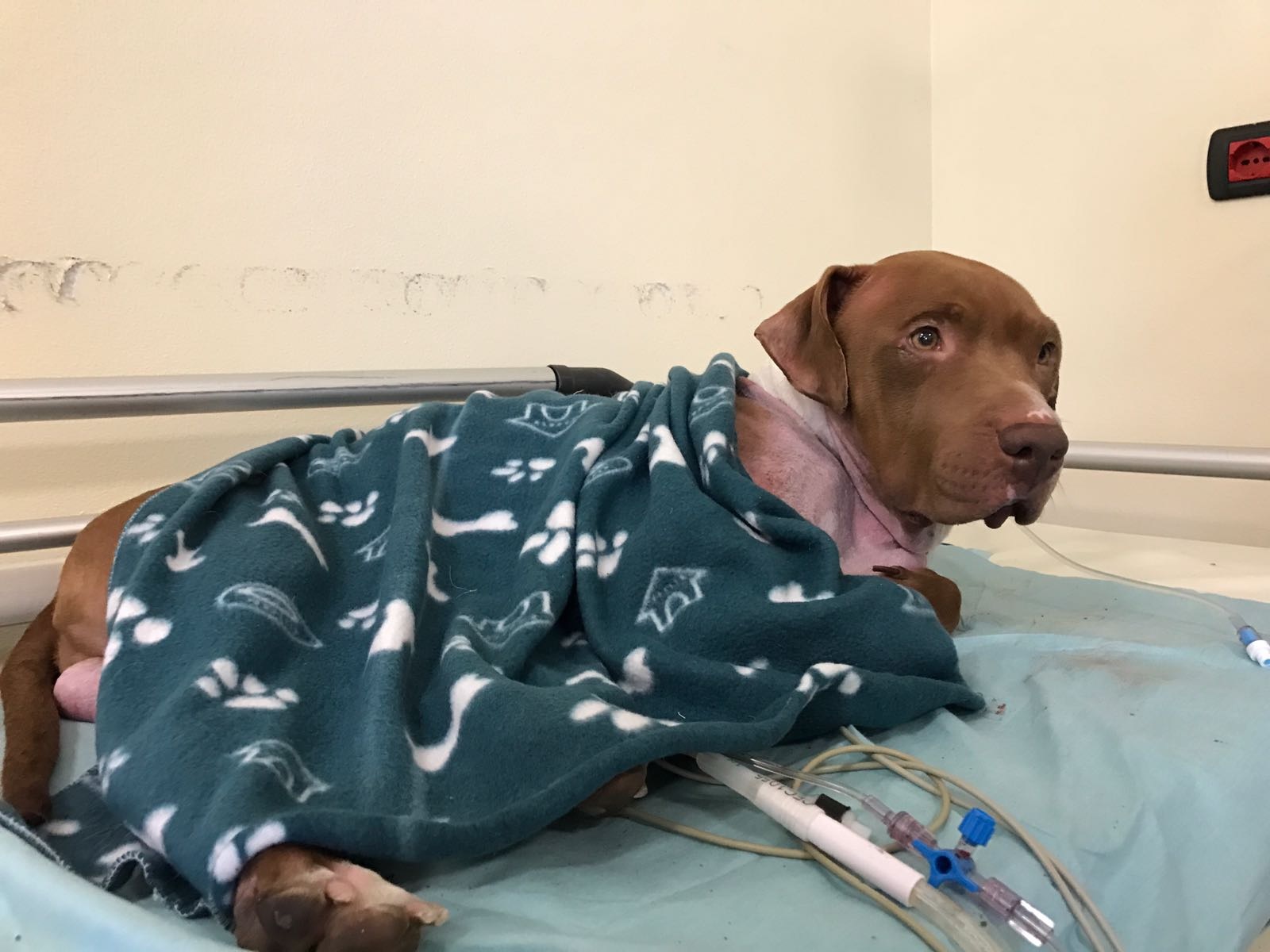 Istituto Veterinario di Novara: intervento unico al mondo