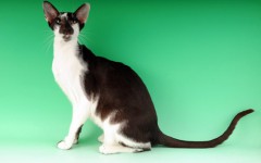 The Oriental Bicolor cat is any type of Oriental type cat and with any pattern but with white areas on its coat. They are vocal and require attention.
