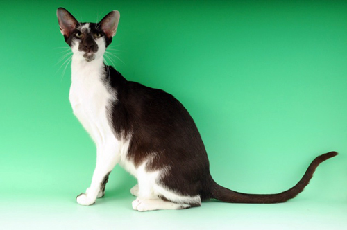 The Oriental Bicolor cat is any type of Oriental type cat and with any pattern but with white areas on its coat. They are vocal and require attention.