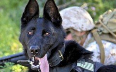 Amazing dog stories: soldier and dog united till the end! This story has something incredible!