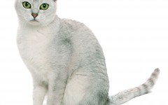 Cat breeds: the Burmilla cat, characteristics and personality