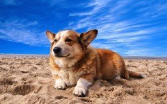 Dog breeds: Cardigan Welsh Corgi dog origin and temperament