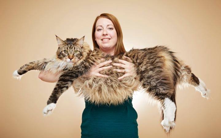 El gato mas grande del mundo: conoce los felinos gigantes