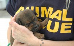 There are many ways to care for and rescue dogs. If you cannot have one at home forever, you can foster a dog or sponsor one while he is in a shelter.