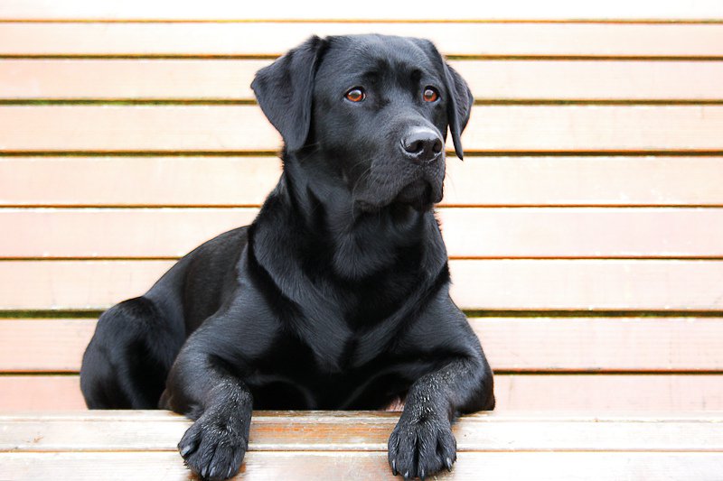 A black dog has lower chances of getting adopted at a shelter due to its coat color. This phenomenon is known as black dog syndrome.