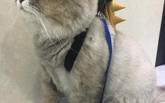 Bone Bone, il gatto più morbido del mondo