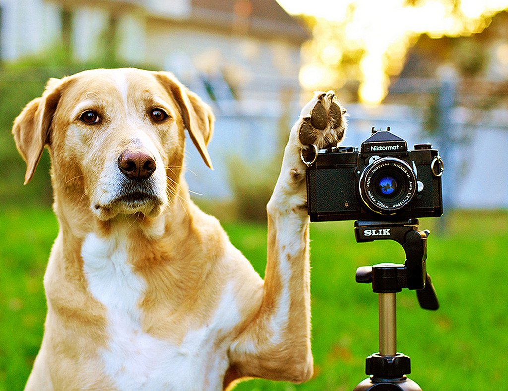 Getting the best pictures of dogs requires you to be smart about it. In order to take a good photo, you basically have to train your dog for it.