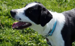 Pane nell'alimentazione del cane: si o no?