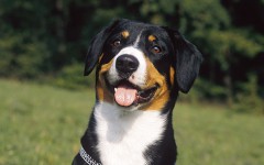 The Entlebucher Mountain Dog is a herding dog that loves to spend time with their families. He is loyal, smart, and enthusiastic.
