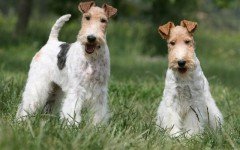 The Fox Terrier dog was developed to flush out foxes from their dens. Today, these dogs make great companions for active families.