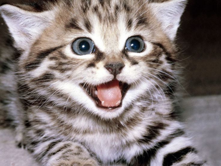 Why do cats purr all the time? Well, there are many reasons for this but in general, they are trying to pass on a message to their human or other animals.