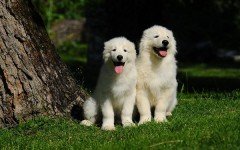 Razas de Perros: Pastor maremmano abruces caracteristicas