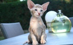 The Oriental Shorthair cat is a loud and raspy cat, related to the Siamese. They are very fond of their people and make great company cats.