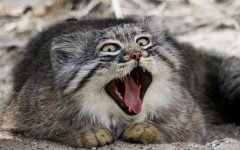 The Pallas cat is a cat that is difficult for him to be trained properly. An irresponsible home could turn him violent and frustrated.