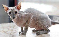 The Peterbald cat can be considered a hairless version of the Oriental Shorthair. They are dog-like loyal and make great family pets.