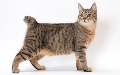 The Pixie bob cat has the feral look of the wild bobtail and the loyal personality of the domestic cat. These cats are known as "dogs in disguise".