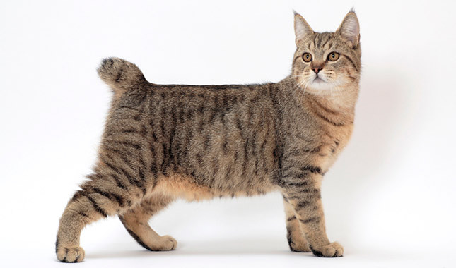 The Pixie bob cat has the feral look of the wild bobtail and the loyal personality of the domestic cat. These cats are known as "dogs in disguise".