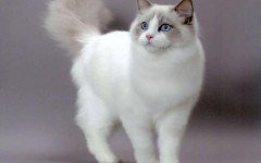 The Ragdoll cat is a beautiful cat with blue eyes and colorpoint coat. This dog-like cat can learn to fetch things and walk on a leash.
