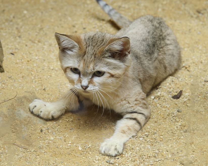 The Sand Cat is a strong cat original from the deserts of Africa and Asia. They are capable of living in the desert, without water for months.