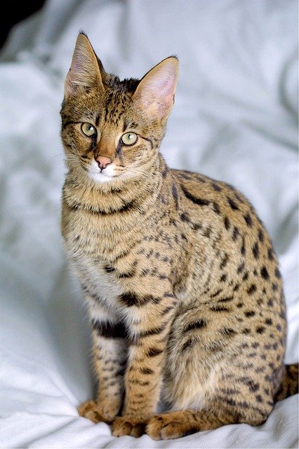 Cat breeds: the Savannah cat characteristics and behavior