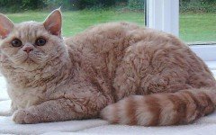 Cat breeds: the Selkirk Rex cat characteristics and behavior