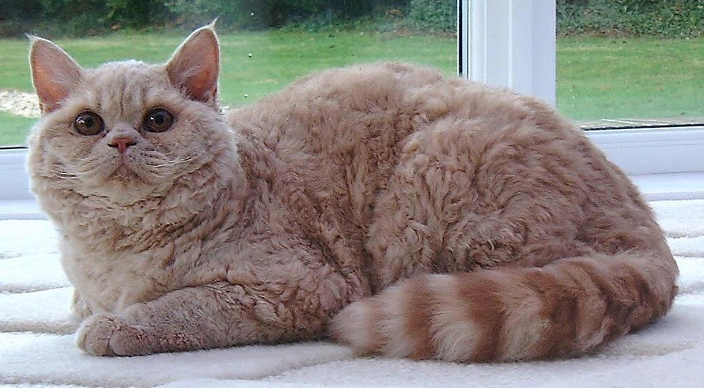 Cat breeds: the Selkirk Rex cat characteristics and behavior