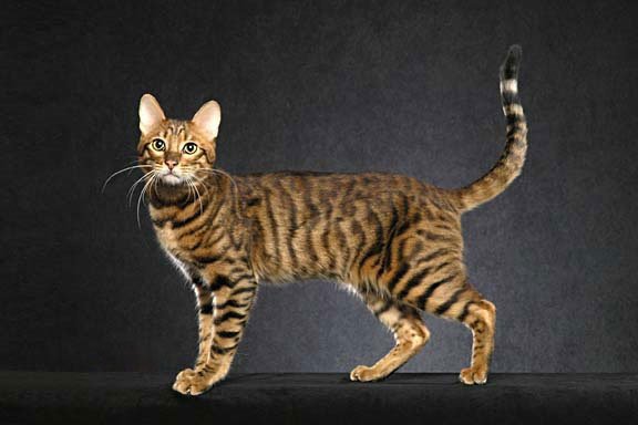 The Serengeti cat is a muscular cat with long legs; the longest of any other domesticated cat. He is a very tall cat that can jump up to a height of 7 ft.