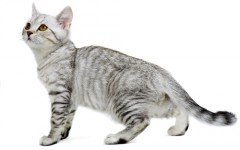 The Serrade Petit cat is a relatively newly discovered breed. They are original from France and standards have not being determined yet.