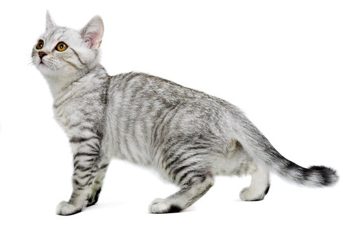 The Serrade Petit cat is a relatively newly discovered breed. They are original from France and standards have not being determined yet.