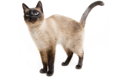 The Siamese cat is a beautiful and elegant cat native to Asia. Siamese cats are very affectionate with their family, bossy, and very intelligent.