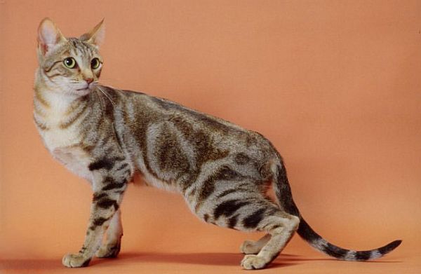 Also known as Sokoke Forest Cat, the Sokoke cat is a natural domestic cat developed in Kenya. This affectionate cat makes a great family companion.