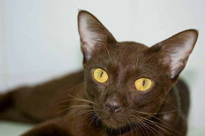 The Suphalak cat is an extremely rare breed of cat that originated in Thailand almost 3 centuries years ago. They are affectionate and loving of people.