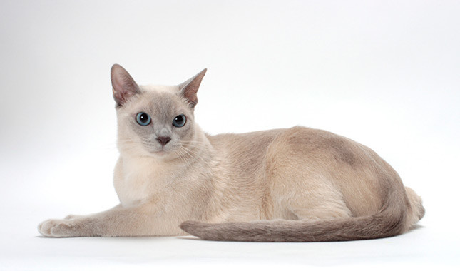 The Tonkinese cat is an elegant breed with a live and playful personality. They make great pets for a family looking for a cat to be playing with.