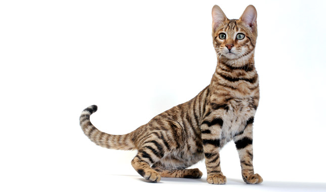 The Toyger cat is a breed designed to look like a miniature tiger. His creator, Judy Sugden, developed this loving cat to raise awareness for the tiger.