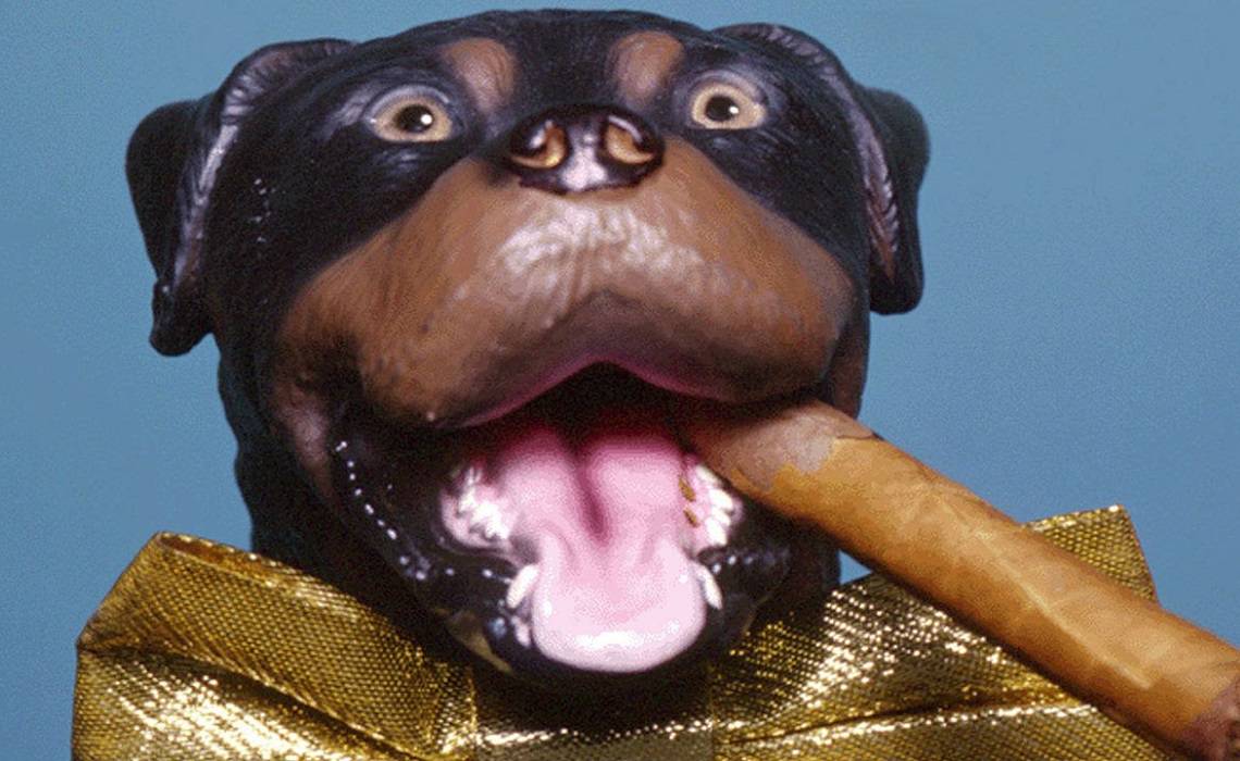 Triumph, the Insult Comic Dog is a puppet dog voiced and puppeteered by Robert Smigel. The character´s type of comedy is insulting, mostly of celebrities.