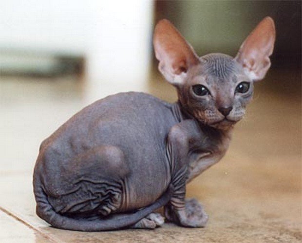 The Ukrainian Levkoy cat is of medium size and has particular folded ears and little to no hair. To this day, only Ukrainian and Russian associations have recognized him as a distinct breed.