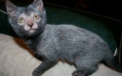 The Werewolf cat, also known as Lykoi, is the result of a natural mutation from domestic cats that makes them look like werewolves.