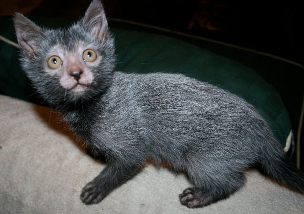 The Werewolf cat, also known as Lykoi, is the result of a natural mutation from domestic cats that makes them look like werewolves.