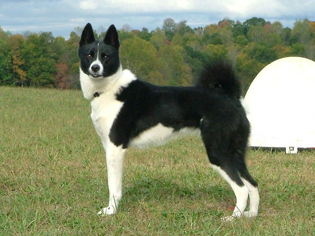 cane da orso della carelia