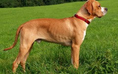 Razas de Perros: Perdiguero portugues caracteristicas