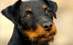 Razas de Perros: perro Terrier alemán caracteristicas y cuidados