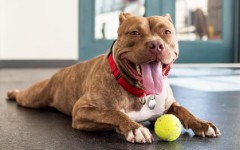 There are many dogs for adoption out there waiting to be taken to a loving home. If you are planning on getting one, please plan to commit responsibly.