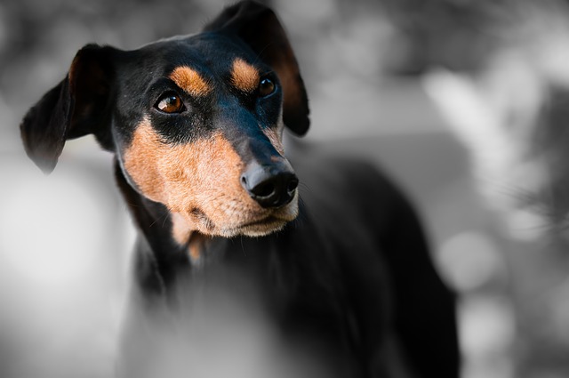 Enfermedades de los perros Pinscher