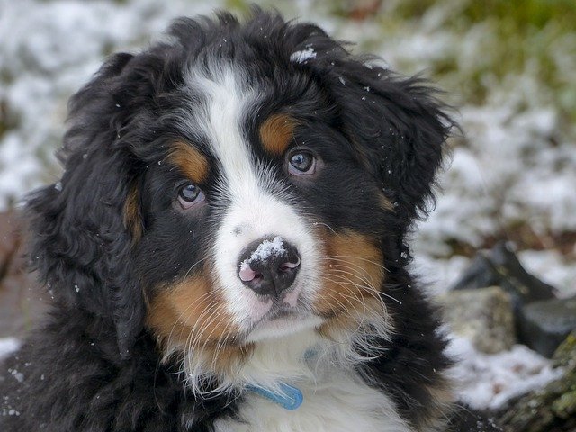 The Bernese Mountain Dog Puppies are really affectionate little fellas that will grow up to be an 80-100 lb dog. Train him as soon as you bring him home.