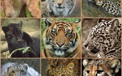 big cats