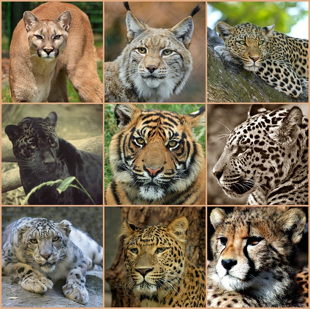 big cats
