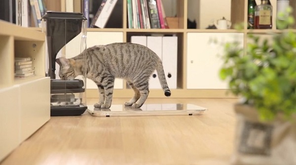 Dispensador comida gato: lo que debes saber sobre dispensadores