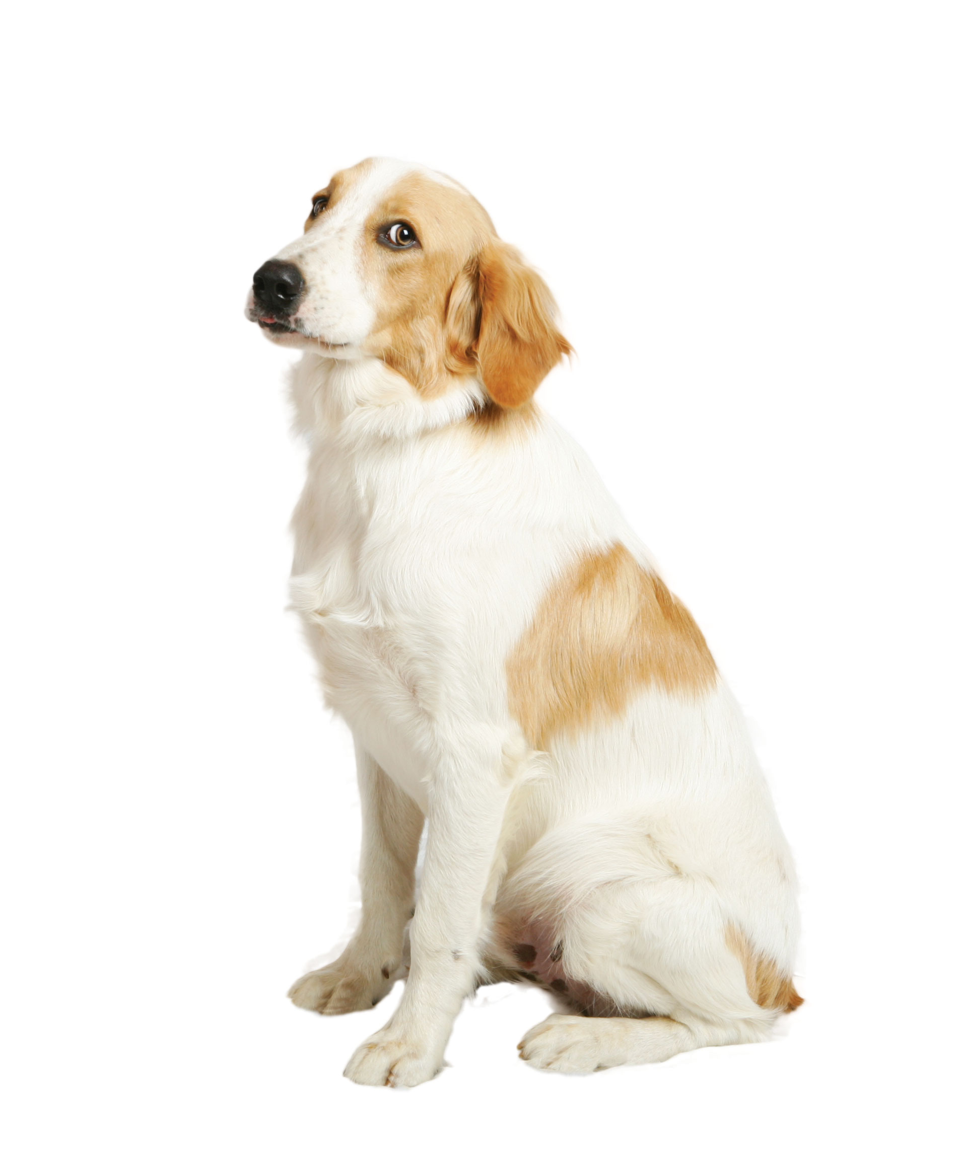 Bobby è in cerca di adozione: aiutiamolo!